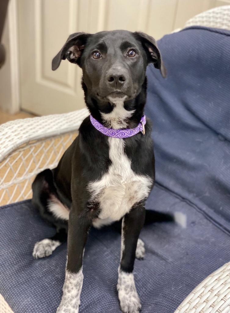 Mabel, Adoptable, Young Female Labrador Retriever.