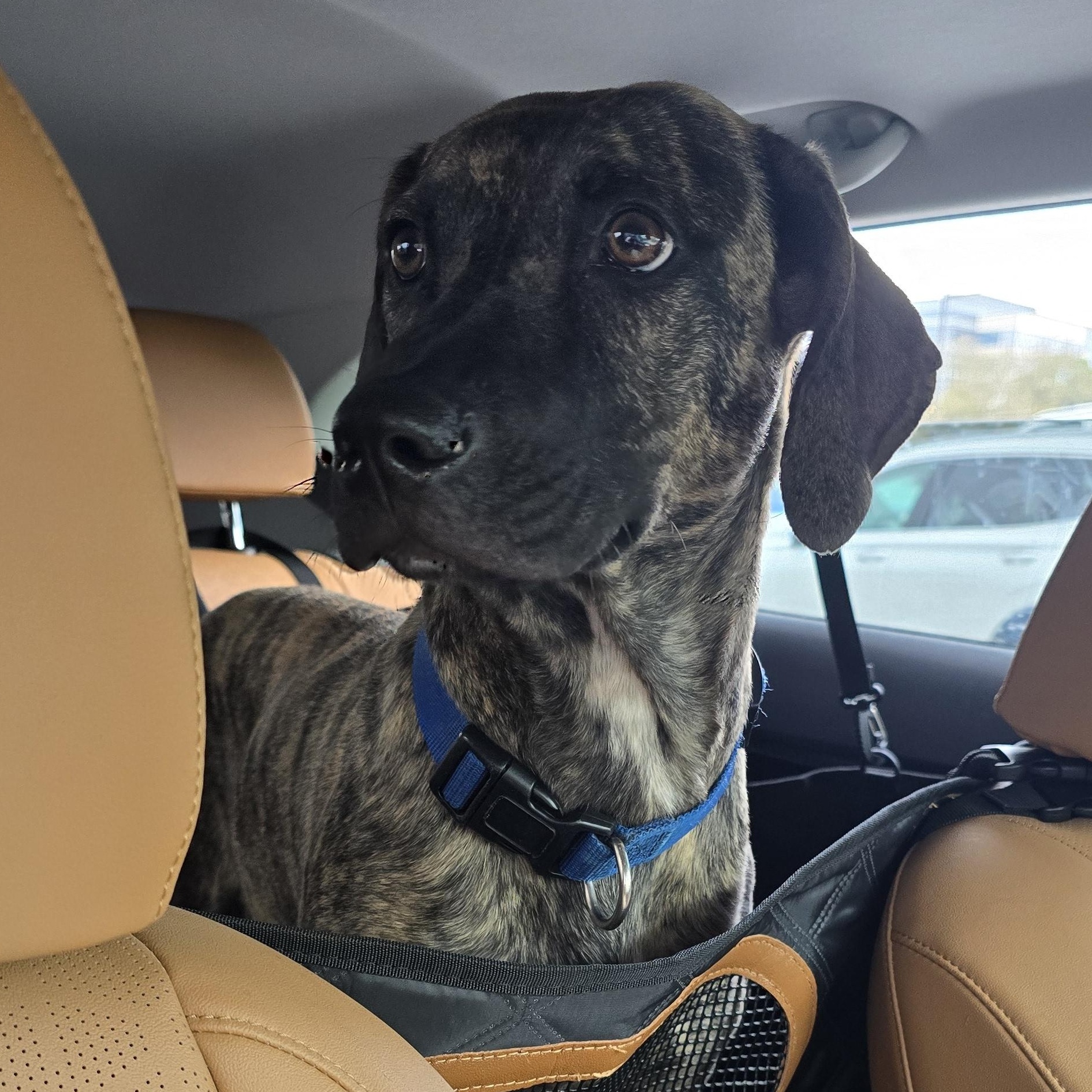 Bobo-2 WV14241-T LOCAL Adoption Event in Woodinville 4/26, a Adoptable mixed breed in Woodinville, WA image 6/6