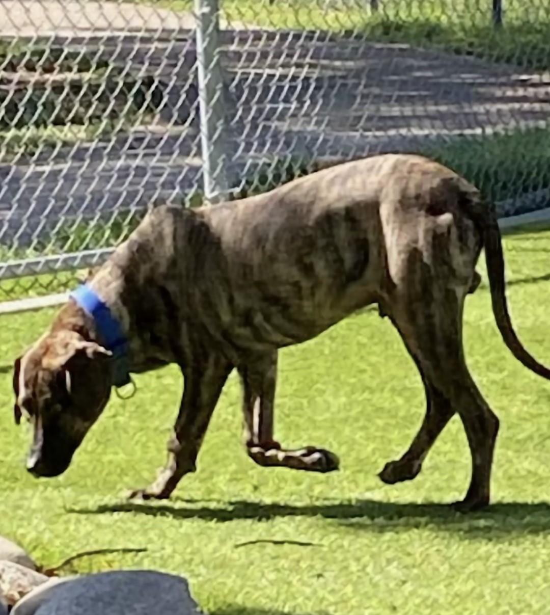 Bobo-2 WV14241-T LOCAL Adoption Event in Woodinville 4/26, a Adoptable mixed breed in Woodinville, WA image 4/6