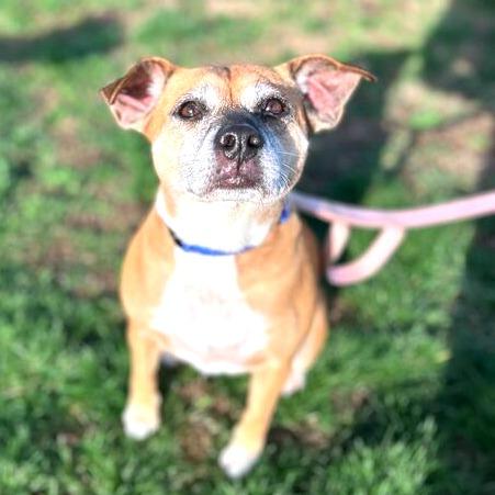 Allie, Adoptable, Adult Female Mixed Breed.