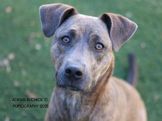 BALAYAGE, Adoptable, Young Female Mixed Breed.