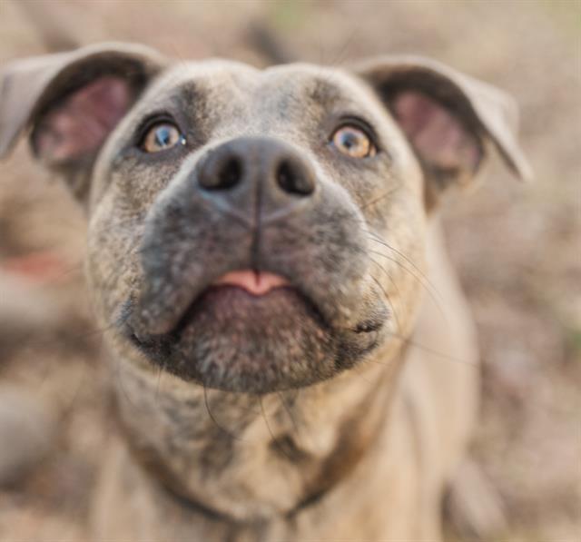 BALAYAGE, Adoptable, Young Female Mixed Breed.
