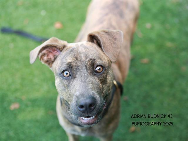 BALAYAGE, Adoptable, Young Female Mixed Breed.