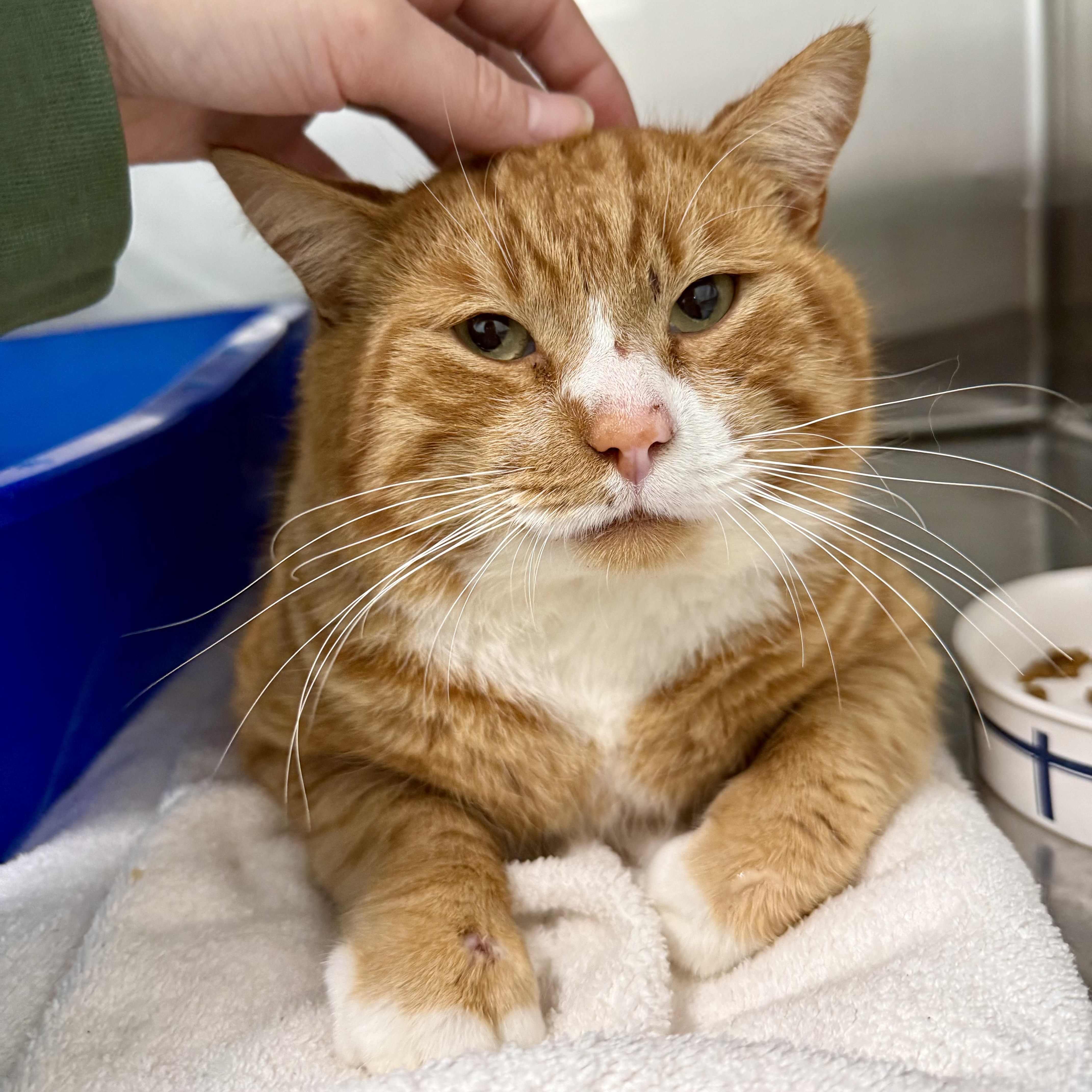 Enlarge Big Orange, a ADOPTABLE Domestic Short Hair in Walnut Creek, CA image 3/6