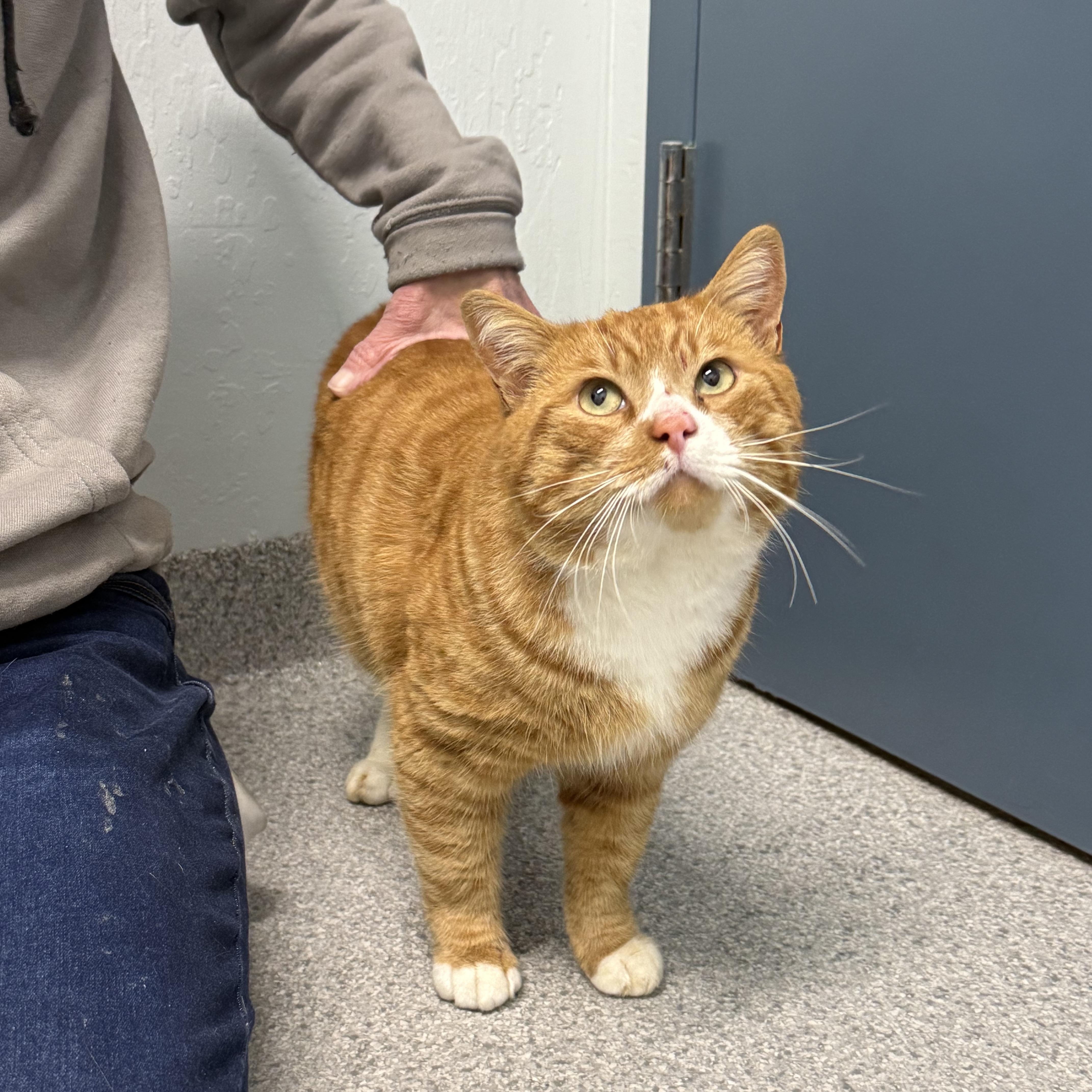 Big Orange, ADOPTABLE, Adult Male Domestic Short Hair.