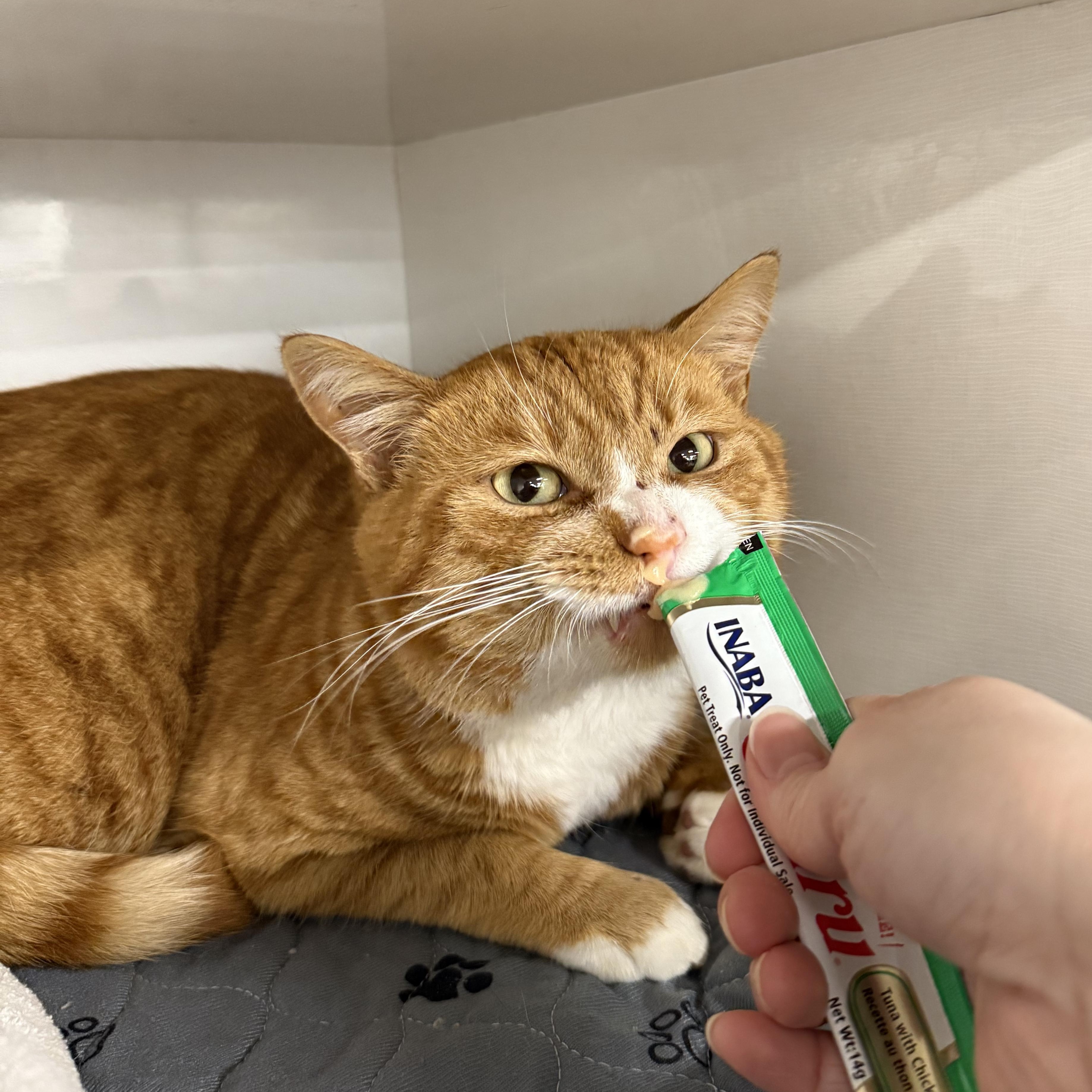 Enlarge Big Orange, a ADOPTABLE Domestic Short Hair in Walnut Creek, CA image 5/6