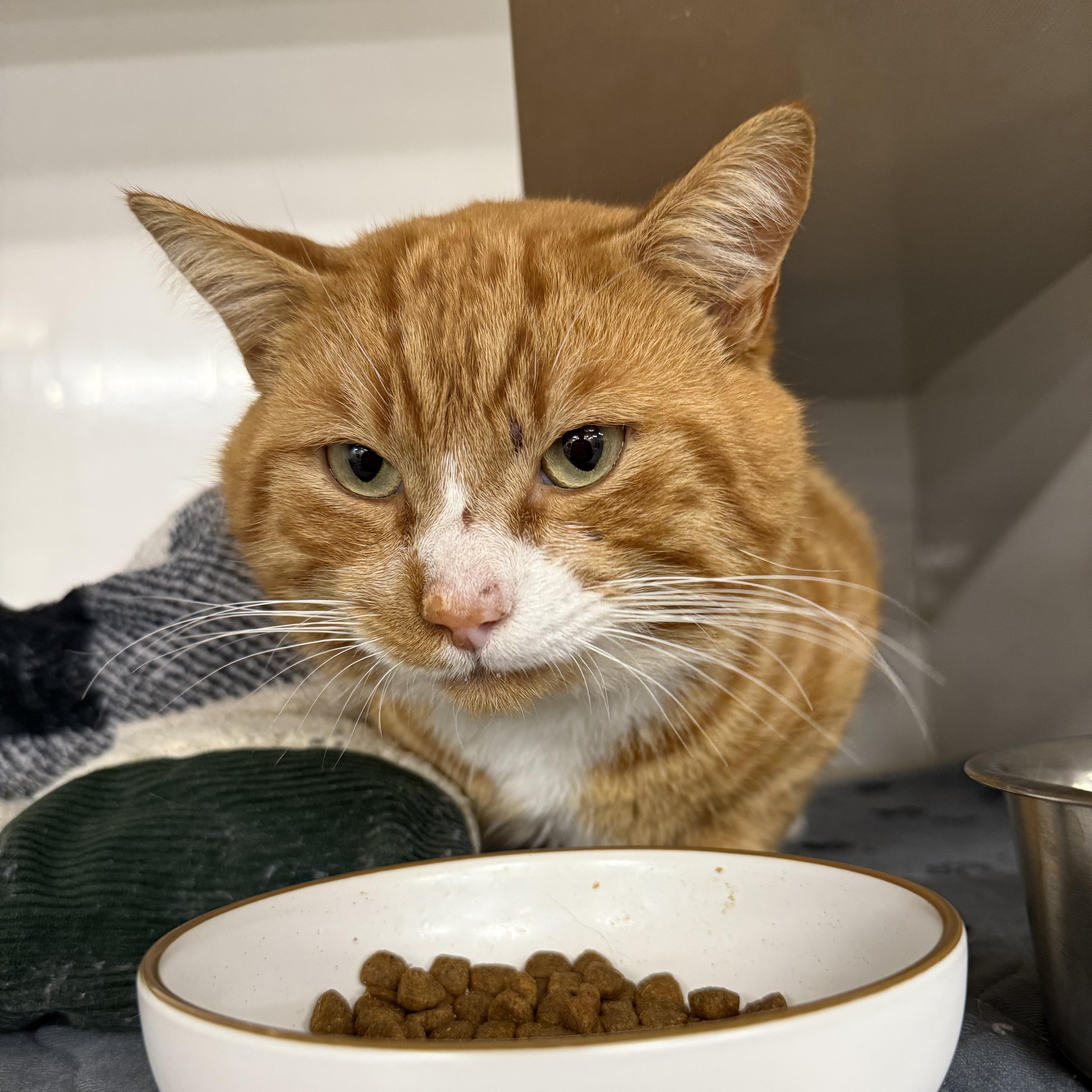Enlarge Big Orange, a ADOPTABLE Domestic Short Hair in Walnut Creek, CA image 6/6