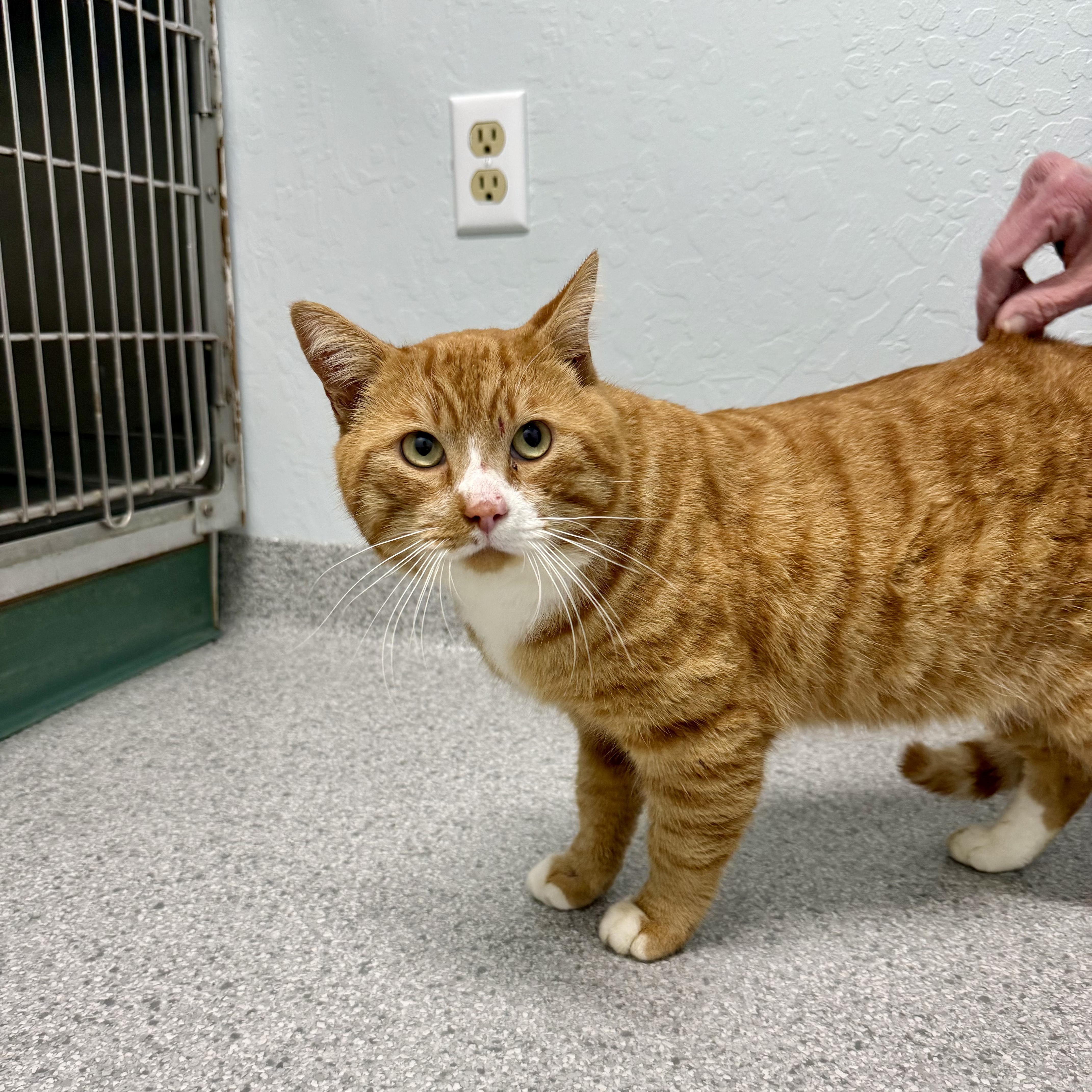 Enlarge Big Orange, a ADOPTABLE Domestic Short Hair in Walnut Creek, CA image 4/6