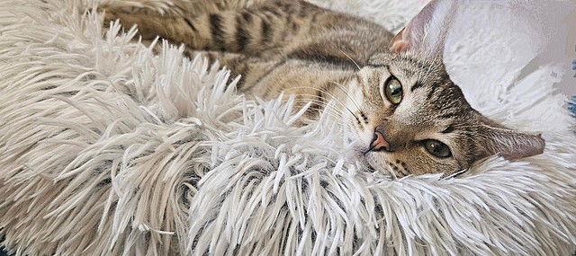 Nancy Drew, Adoptable, Young Female Domestic Short Hair.