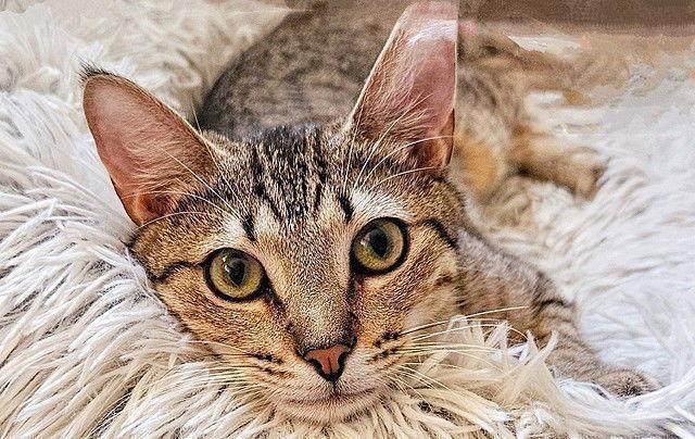 Enlarge Nancy Drew, a Adoptable Domestic Short Hair in Tampa, FL image 2/3