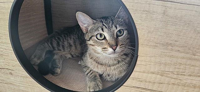 Enlarge Nancy Drew, a Adoptable Domestic Short Hair in Tampa, FL image 3/3