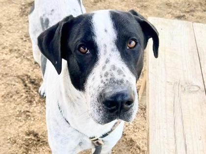 Enlarge Irwin, an adoptable Mixed Breed in Georgetown, TX image 1/3