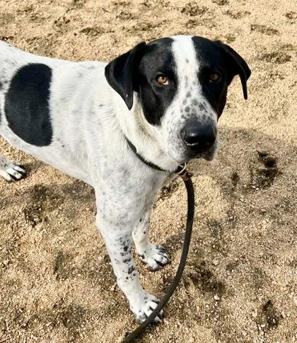 Enlarge Irwin, an adoptable Mixed Breed in Georgetown, TX image 2/3