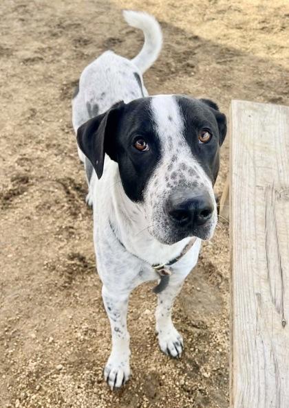 Enlarge Irwin, an adoptable Mixed Breed in Georgetown, TX image 3/3