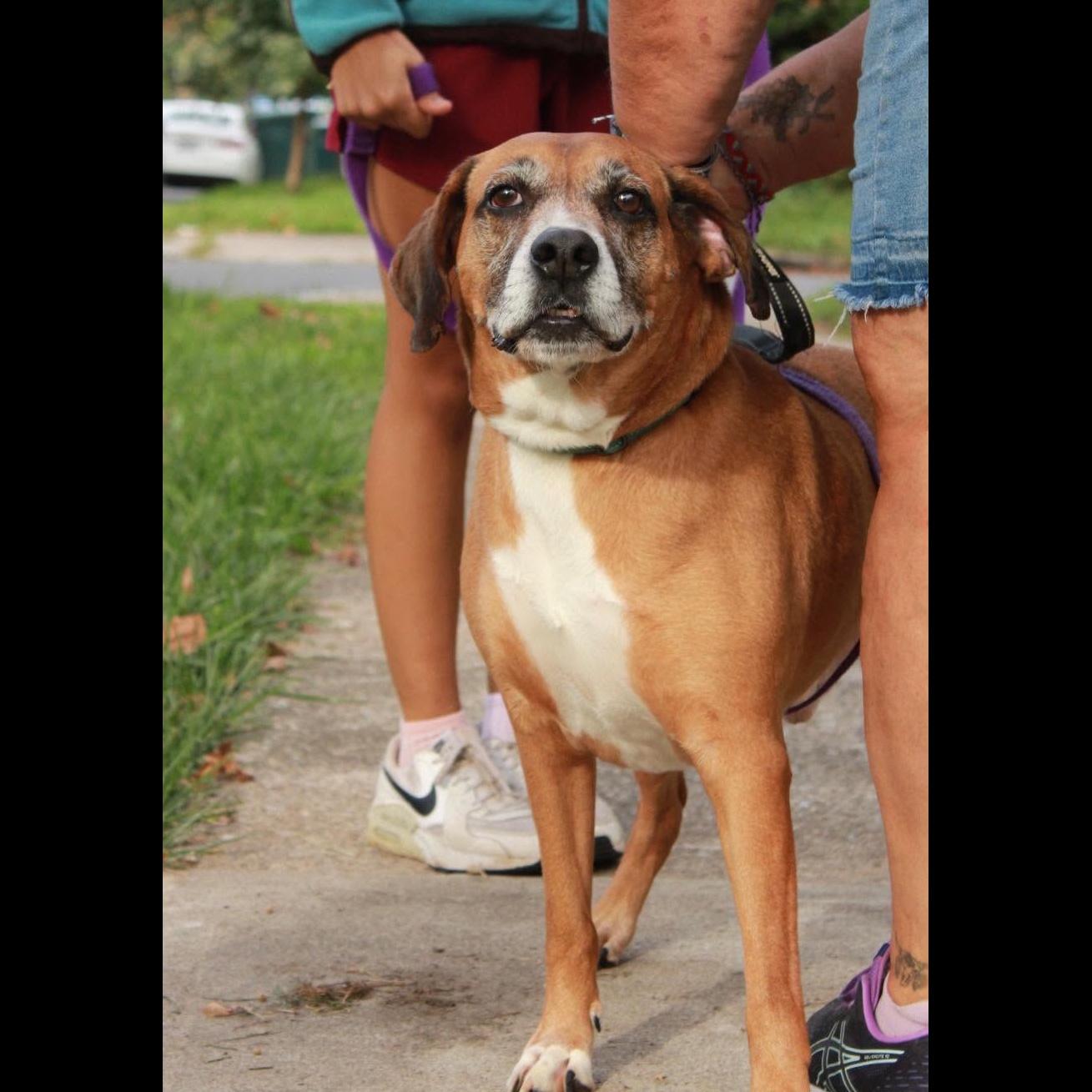 Enlarge Sammy: Adopt or Forever Foster, a Adoptable mixed breed in Rochester, NY image 1/6