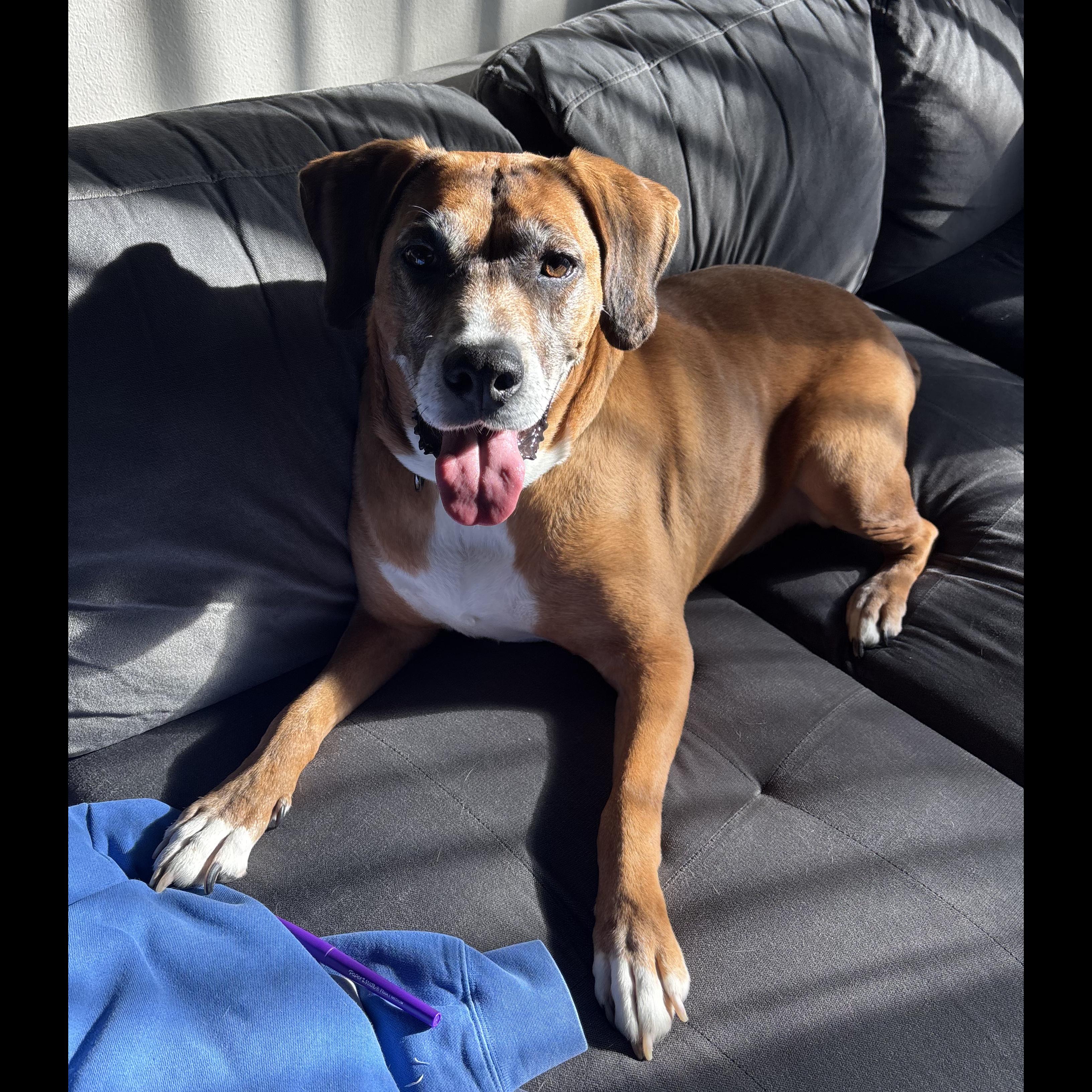 Enlarge Sammy: Adopt or Forever Foster, a Adoptable mixed breed in Rochester, NY image 3/6