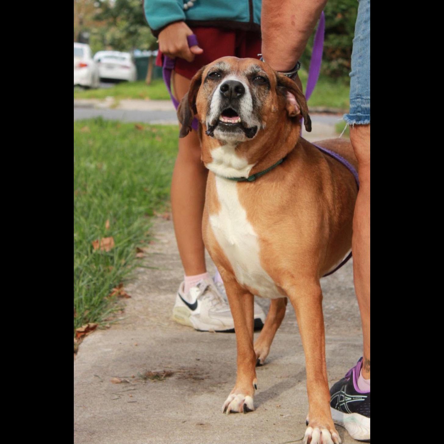 Enlarge Sammy: Adopt or Forever Foster, a Adoptable mixed breed in Rochester, NY image 3/6