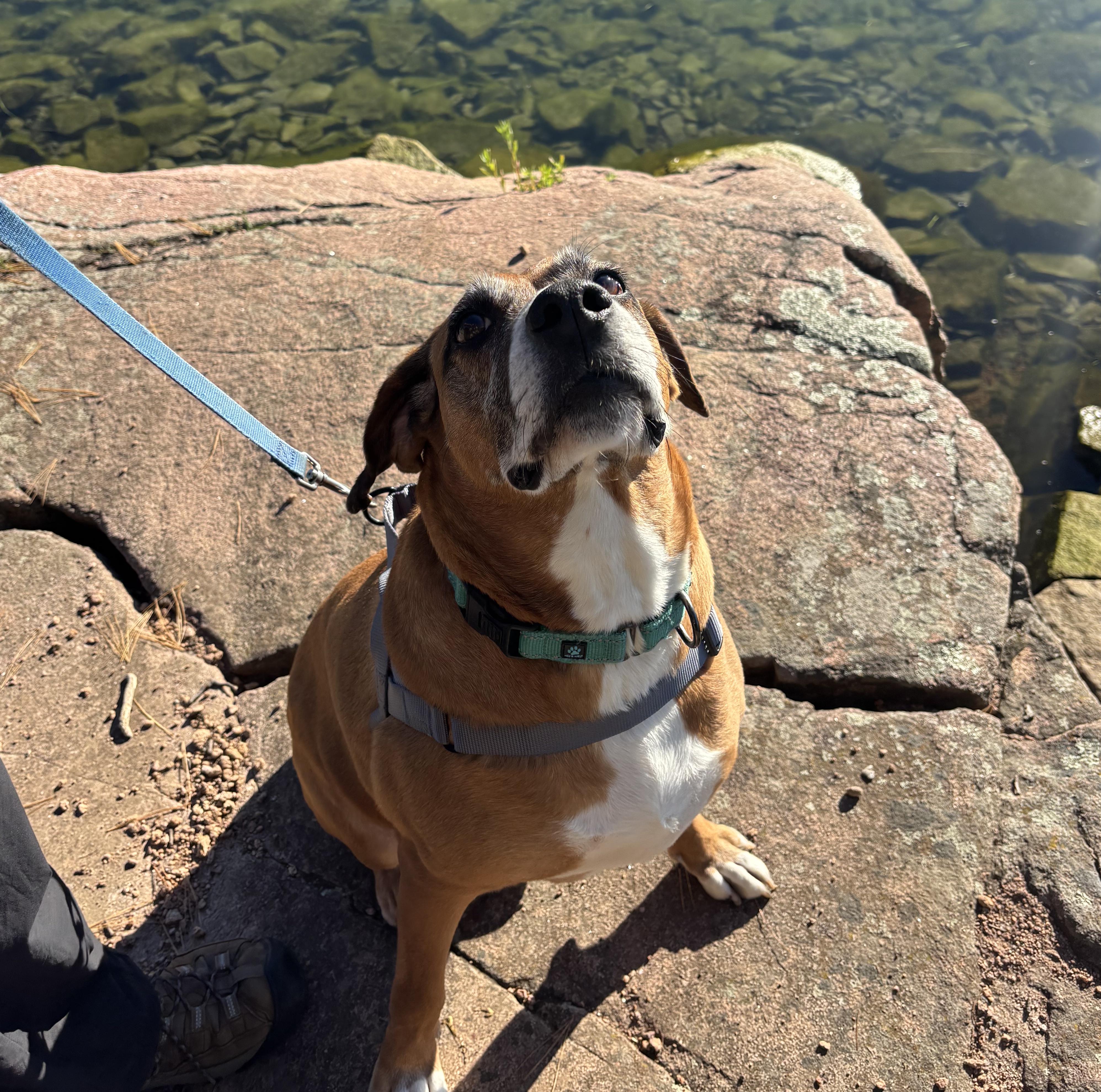 Enlarge Sammy: Adopt or Forever Foster, a Adoptable mixed breed in Rochester, NY image 5/6