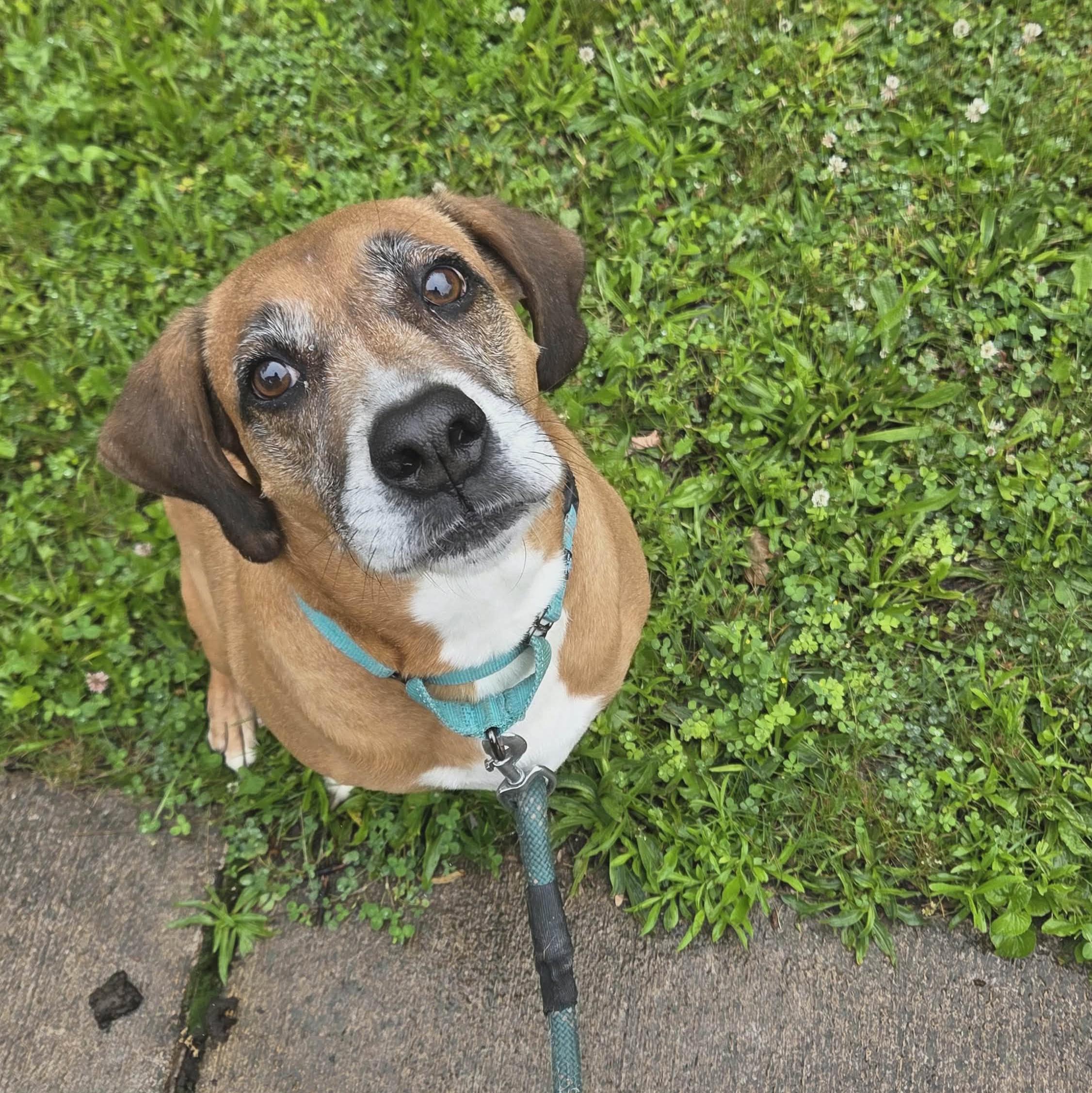 Enlarge Sammy: Adopt or Forever Foster, a Adoptable mixed breed in Rochester, NY image 6/6
