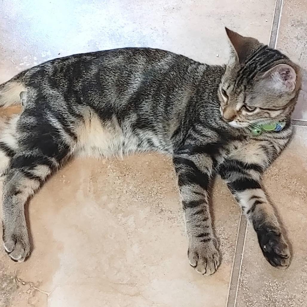 Foozie, Adoptable, Young Male Domestic Short Hair.