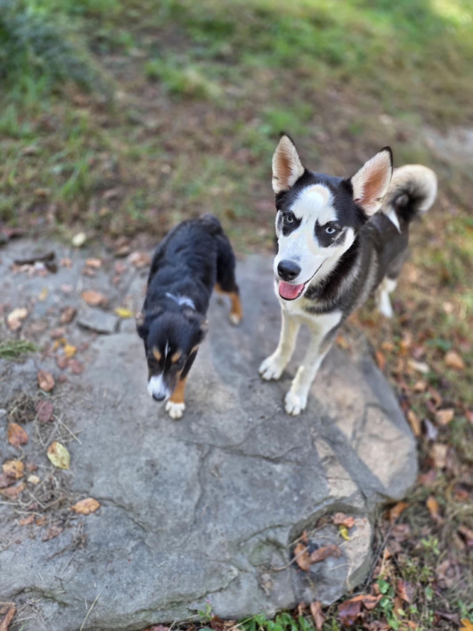 Enlarge Zorro, a Adoptable mixed breed in Wurtsboro, NY image 3/6