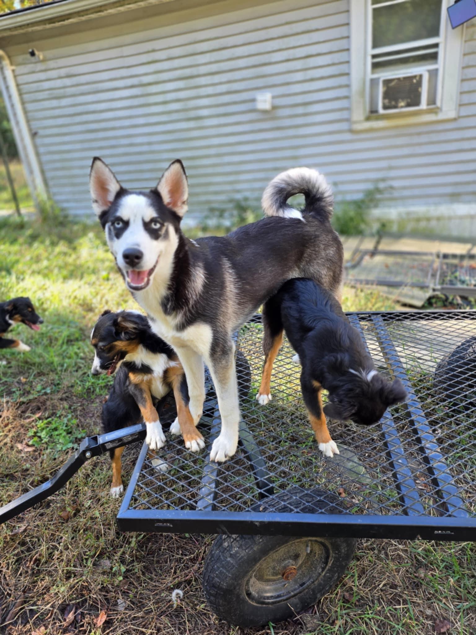 Enlarge Zorro, a Adoptable mixed breed in Wurtsboro, NY image 4/6