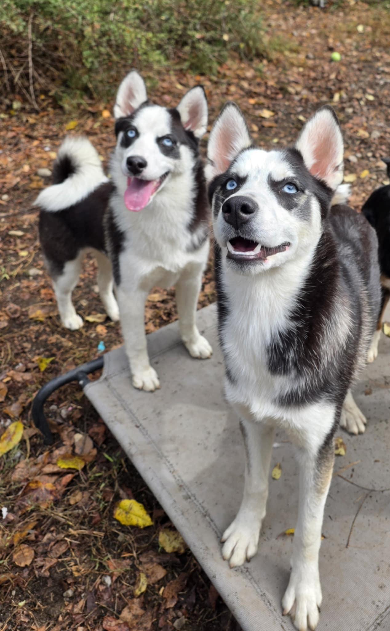 Enlarge Zorro, a Adoptable mixed breed in Wurtsboro, NY image 1/6