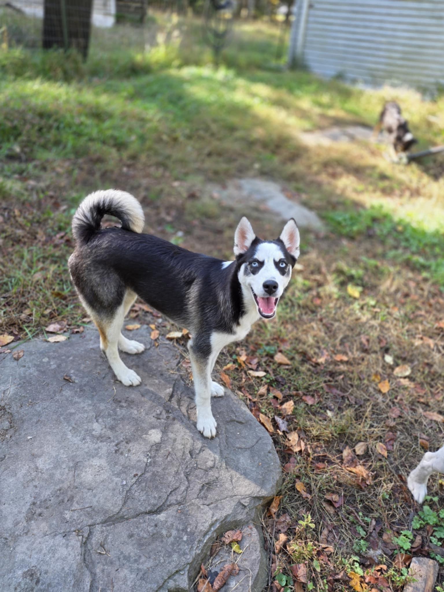 Enlarge Zorro, a Adoptable mixed breed in Wurtsboro, NY image 5/6