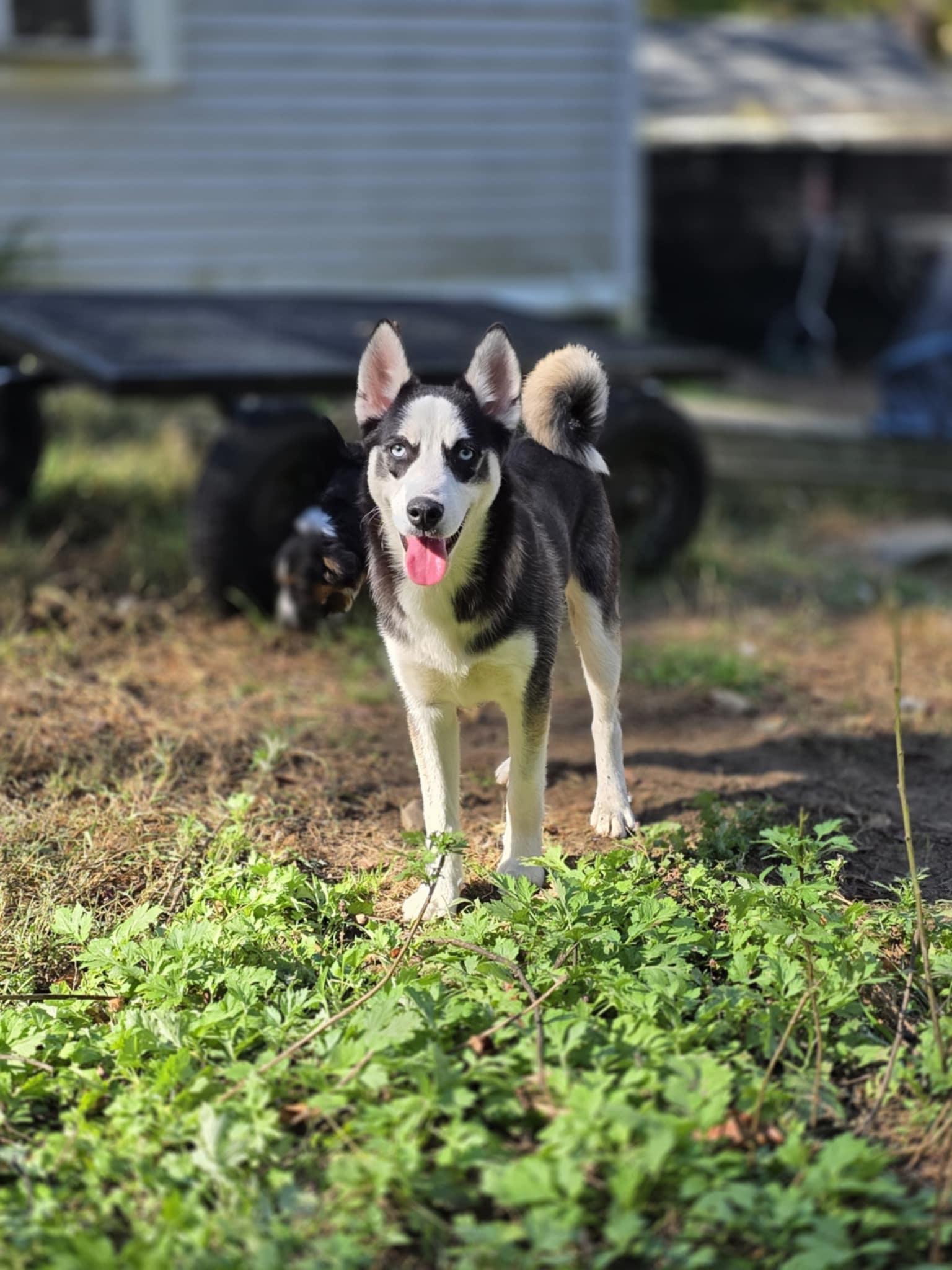 Enlarge Zorro, a Adoptable mixed breed in Wurtsboro, NY image 6/6