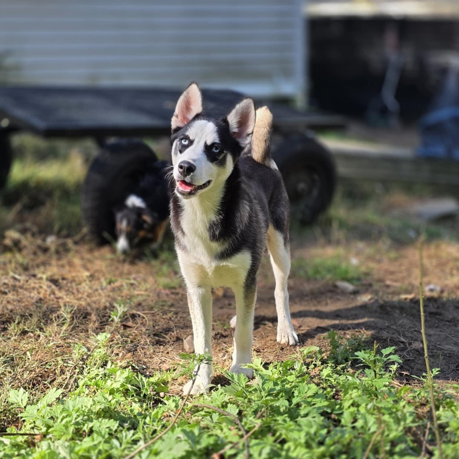 Zorro, Adoptable, Puppy Male Pomsky & Husky.