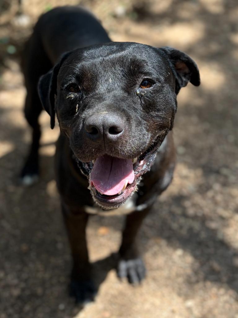 Brutus, a Adoptable mixed breed in Lockhart, TX image 1/2