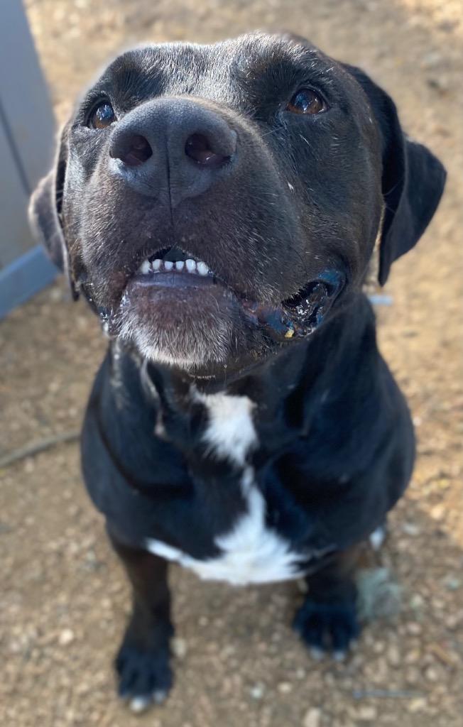 Brutus, a Adoptable mixed breed in Lockhart, TX image 2/3