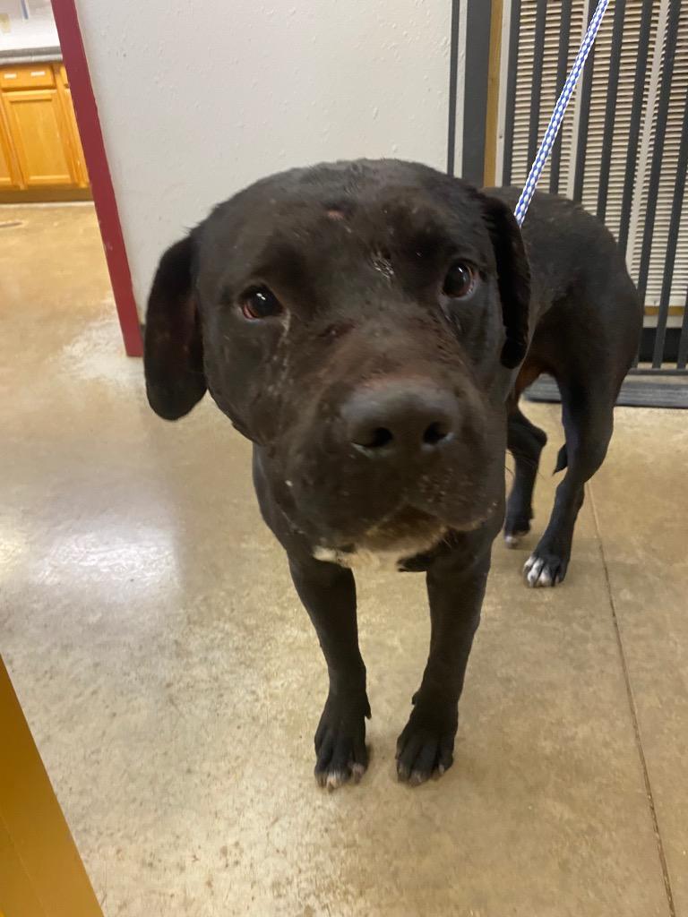 Brutus, a Adoptable mixed breed in Lockhart, TX image 2/2