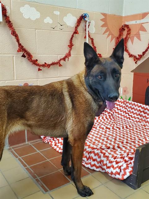 SPARKLE, Adoptable, Adult Female Belgian Shepherd / Malinois.