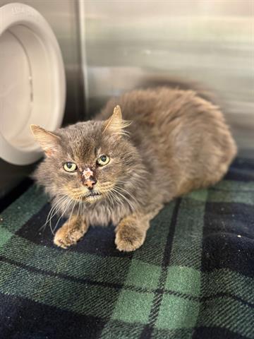 HAROLD, Adoptable, Adult Male Domestic Medium Hair.