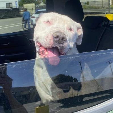Frankie, a ADOPTABLE Pit Bull Terrier in Rialto, CA image 2/3