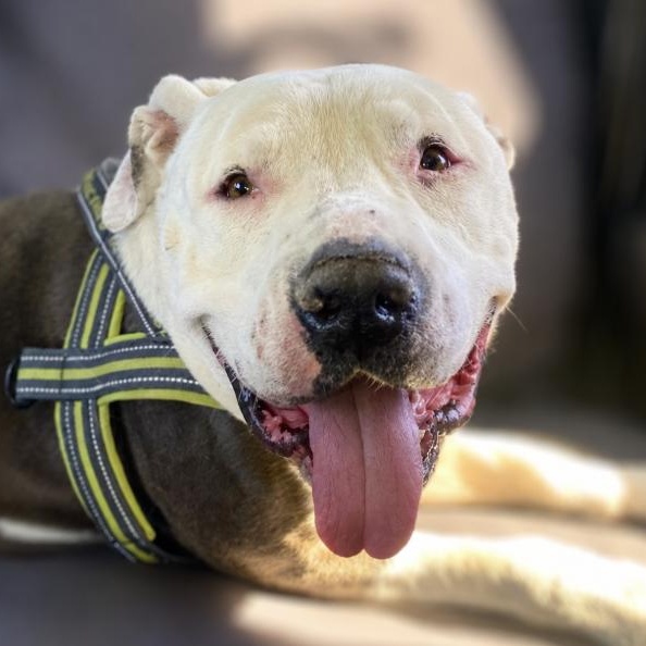 Frankie, a ADOPTABLE Pit Bull Terrier in Rialto, CA image 1/3