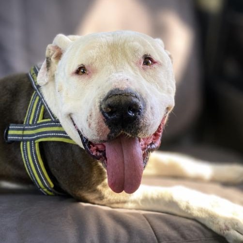 Frankie, a ADOPTABLE Pit Bull Terrier in Rialto, CA image 3/3