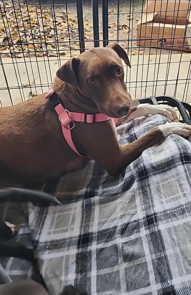 Princess Leia, Adoptable, Adult Female Labrador Retriever.