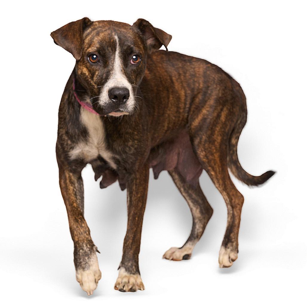 Summer, Adoptable, Adult Female Mixed Breed.