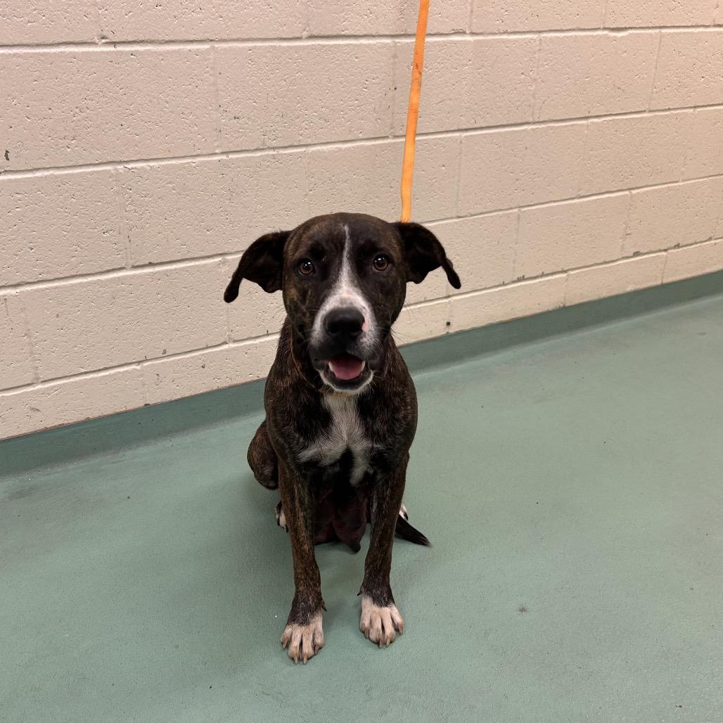 Summer, Adoptable, Adult Female Mixed Breed.