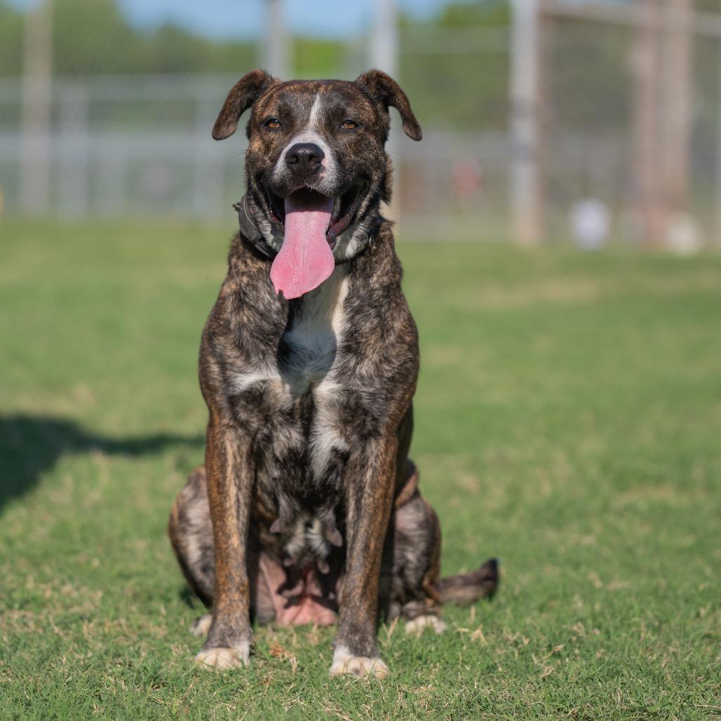 Summer, a Adoptable Mixed Breed in Bartlett, TN image 2/6