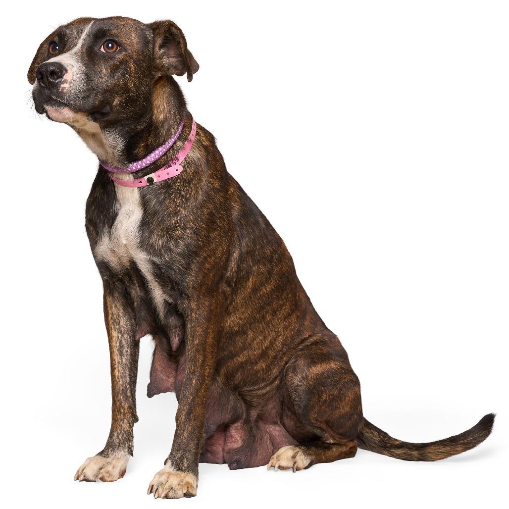 Enlarge Summer, a Adoptable Mixed Breed in Bartlett, TN image 5/6