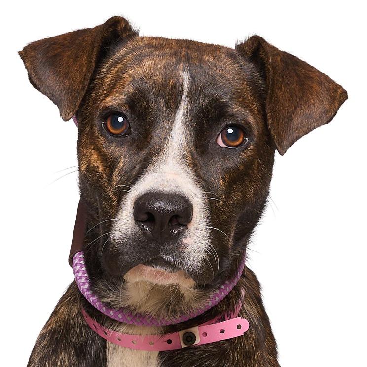 Enlarge Summer, a Adoptable Mixed Breed in Bartlett, TN image 6/6