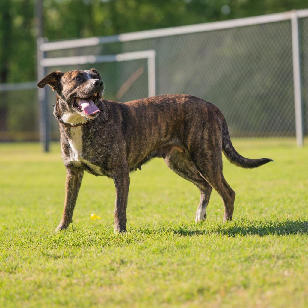 Summer, a Adoptable Mixed Breed in Bartlett, TN image 4/6