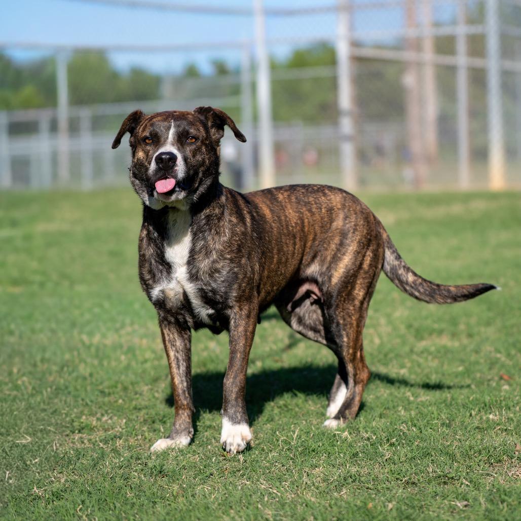 Summer, a Adoptable Mixed Breed in Bartlett, TN image 5/6