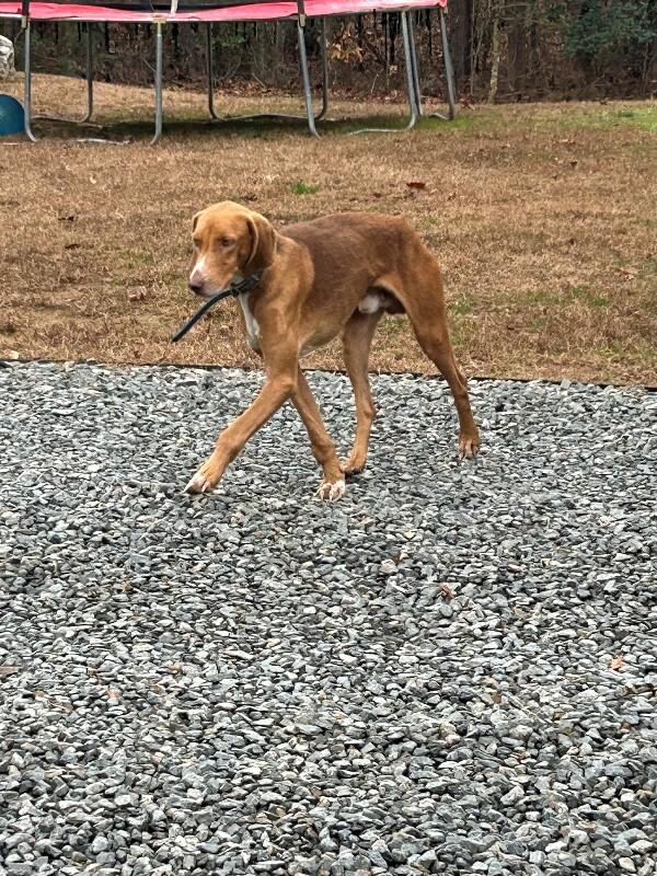 Rollo 2 (Sponsored Adoption), Adoptable, Adult Male Hound & Treeing Walker Coonhound.