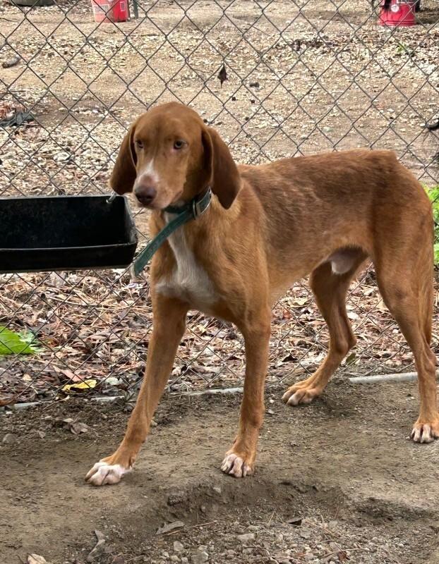 Enlarge Rollo 2, a Adoptable Hound in Providence Forge, VA image 1/1