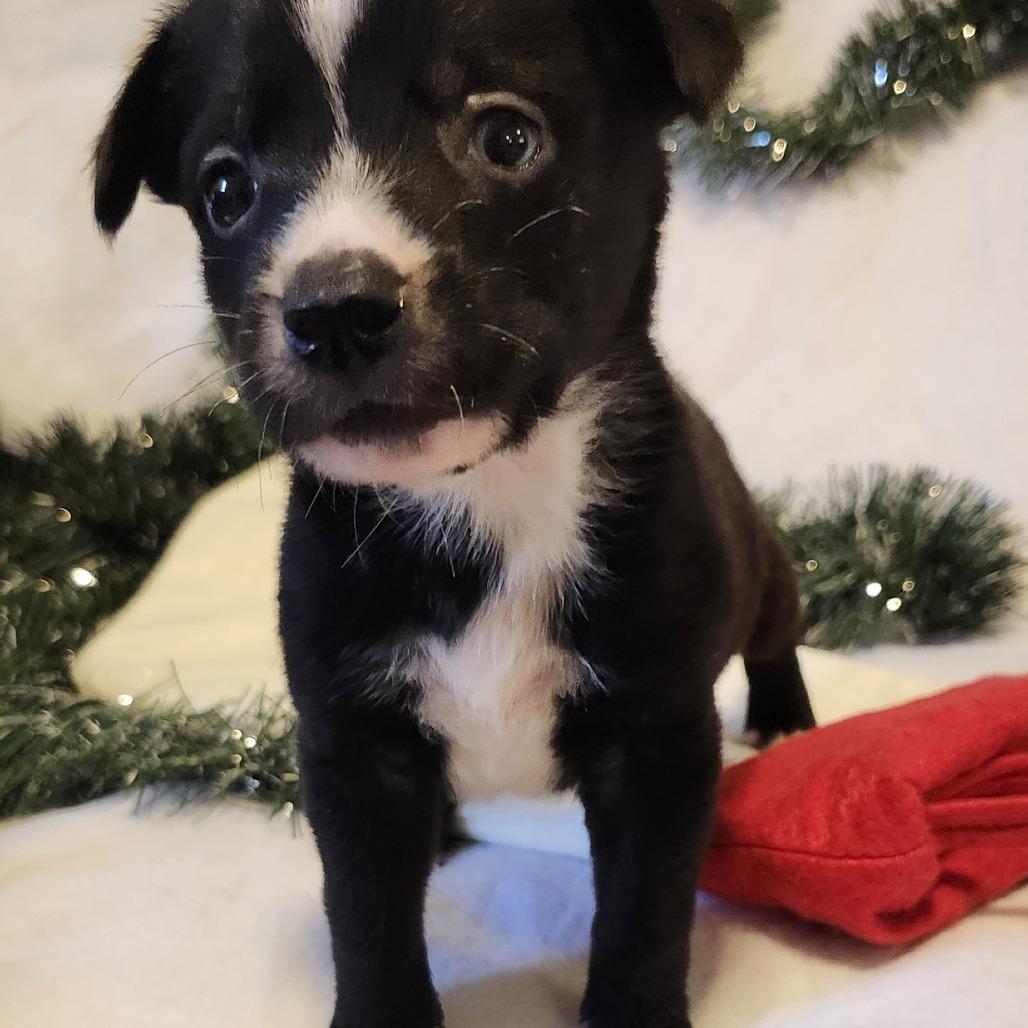 Millie, a Adoptable Mixed Breed in Buffalo, MN image 1/5