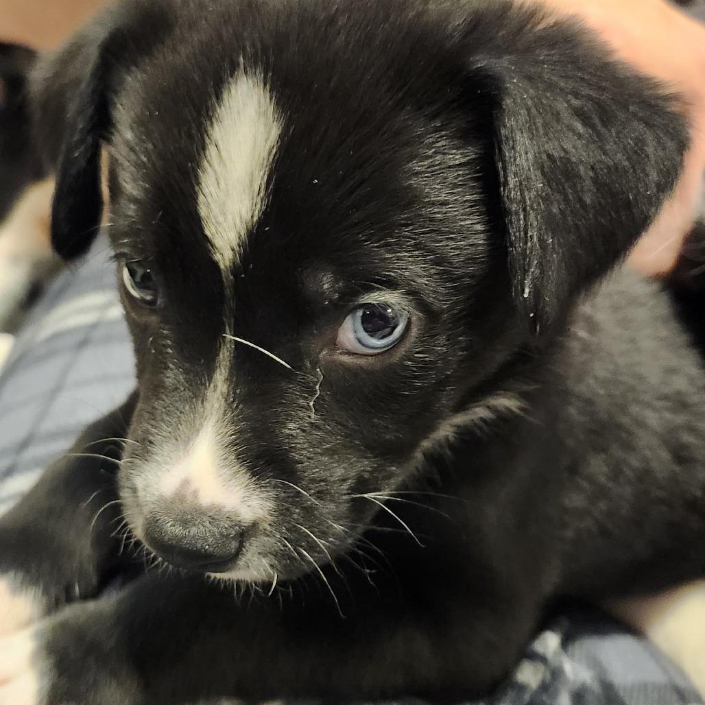 Millie, a Adoptable Mixed Breed in Buffalo, MN image 2/5